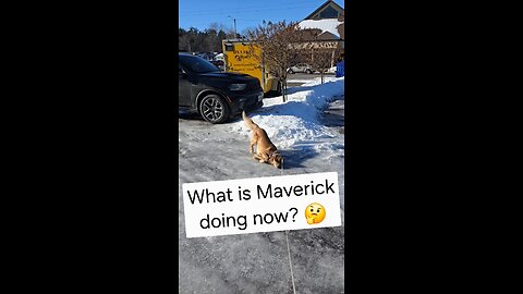 What is Maverick doing now??