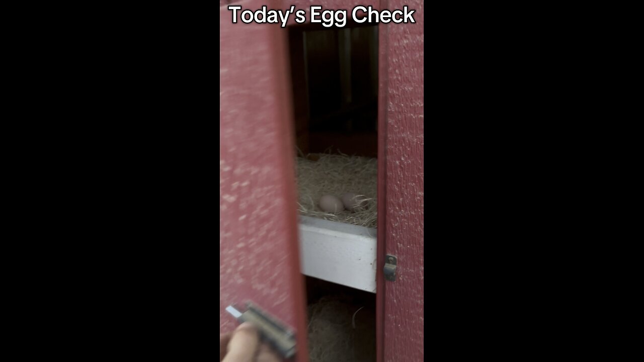 Today’s Egg Check! #farmlifefun