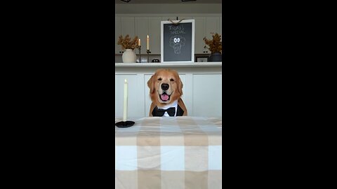 Dog Review Fancy Restaurant Food Tucker Taste Test 25