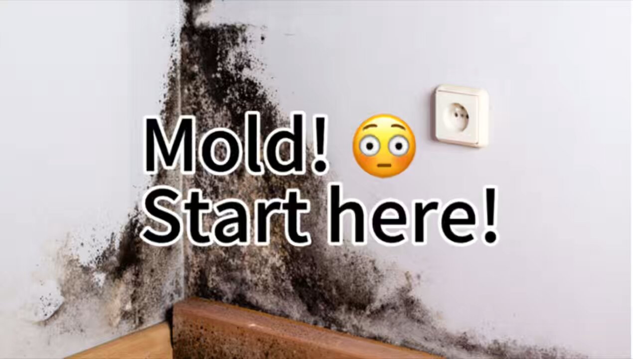 First steps with mold