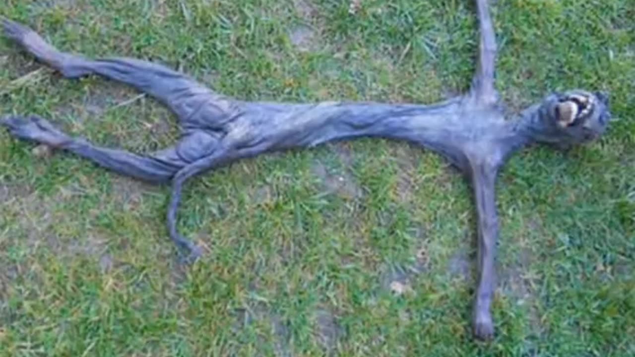 👀👻 What is That? Unidentified Object Caught on Camera | TheHauntingHour