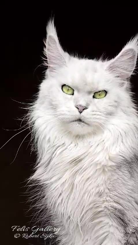 "Stunning White Cat with Mesmerizing Green Eyes | Elegant & Beautiful Feline"