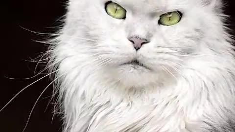 "Stunning White Cat with Mesmerizing Green Eyes | Elegant & Beautiful Feline"