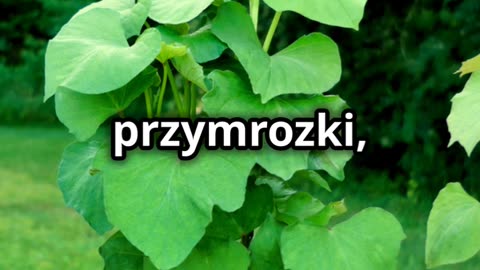 Jak uprawiać bataty w Polsce? 🌿🍠