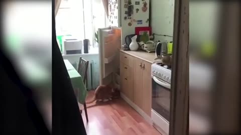Funny cats
