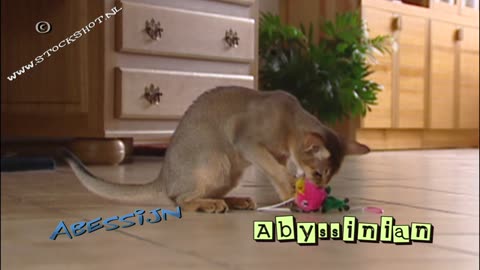 Abyssinian cat, Abyssinieren, Abessinierkatze,