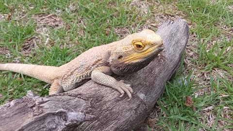 Why Do Bearded Dragons Head Bob And Black Beard?!