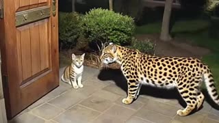 Incredible: Brave cat encounters leopard! #leopard #cctv #viral #wildlife