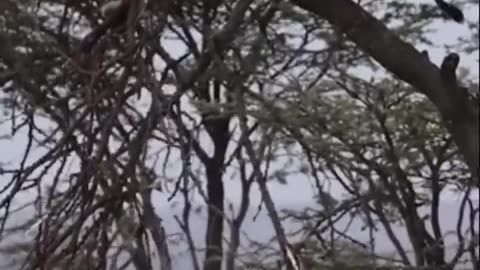 Buffalo fight back lion part 1 #Shorts #Animals