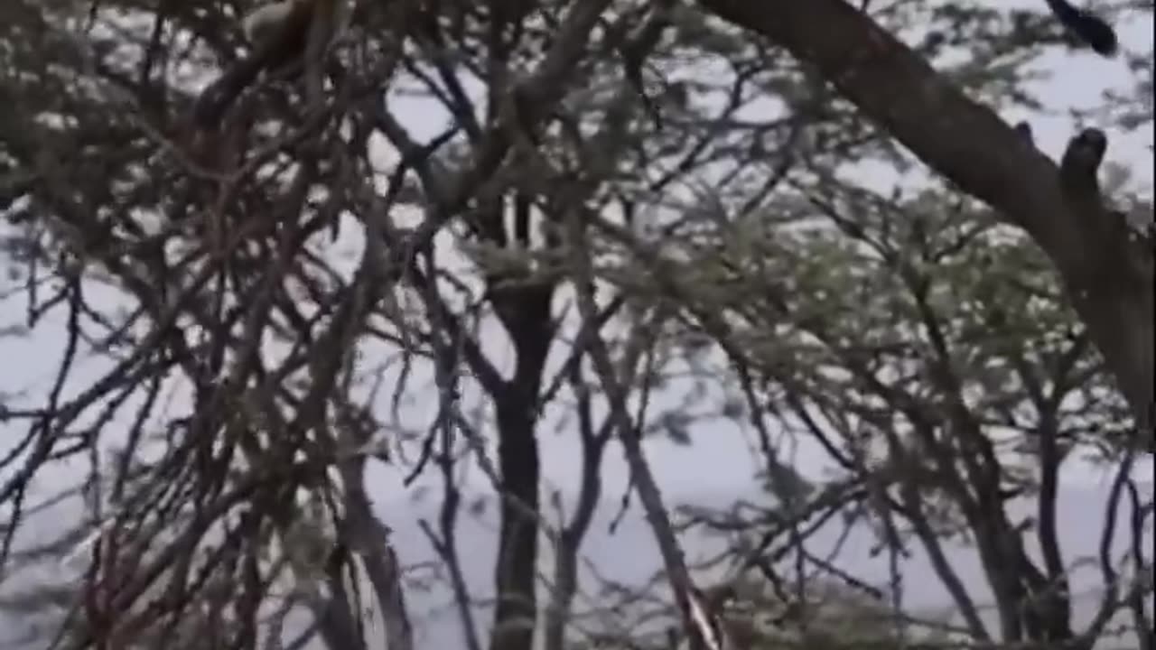 Buffalo fight back lion part 1 #Shorts #Animals