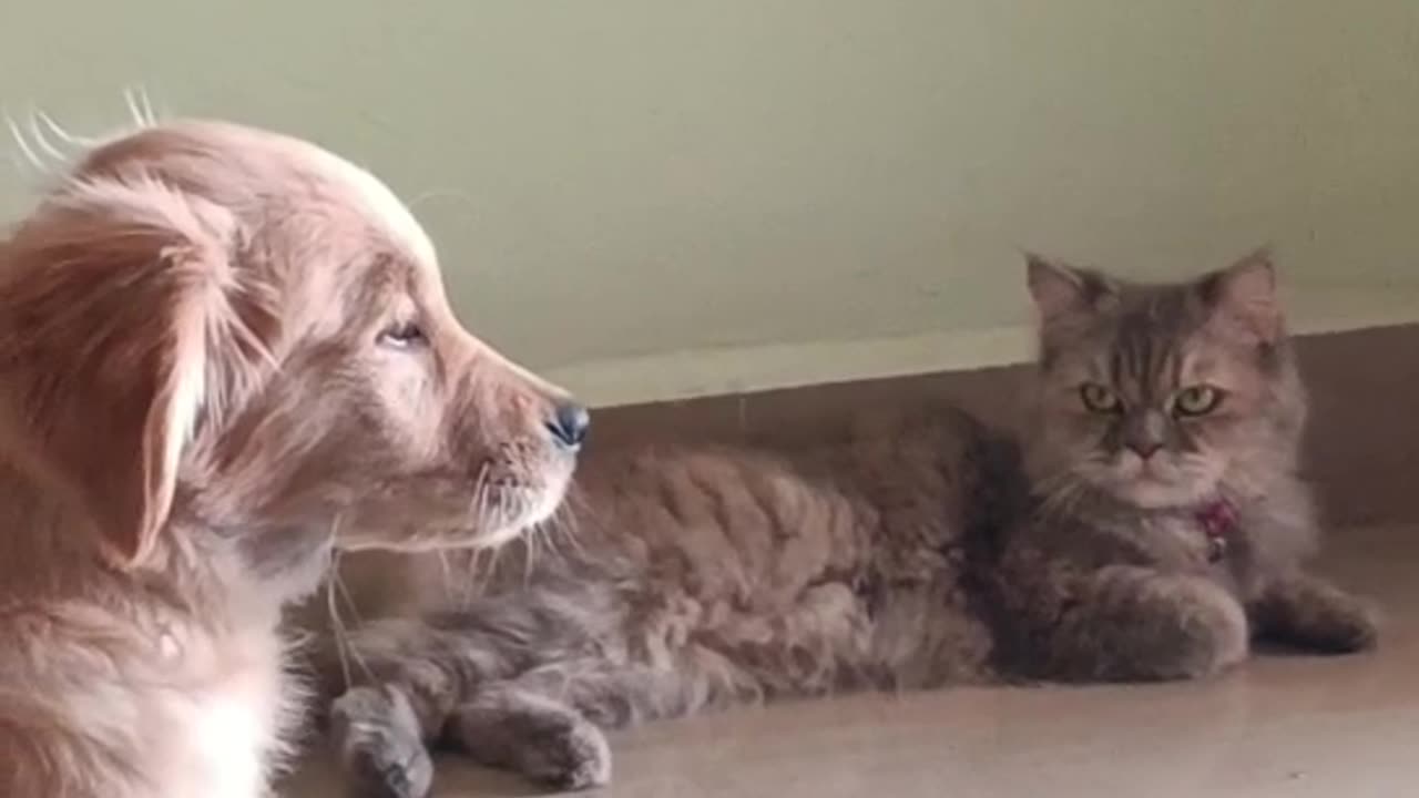 My Cat Just Realized He’s Been Demoted From Only Child to Older Sibling