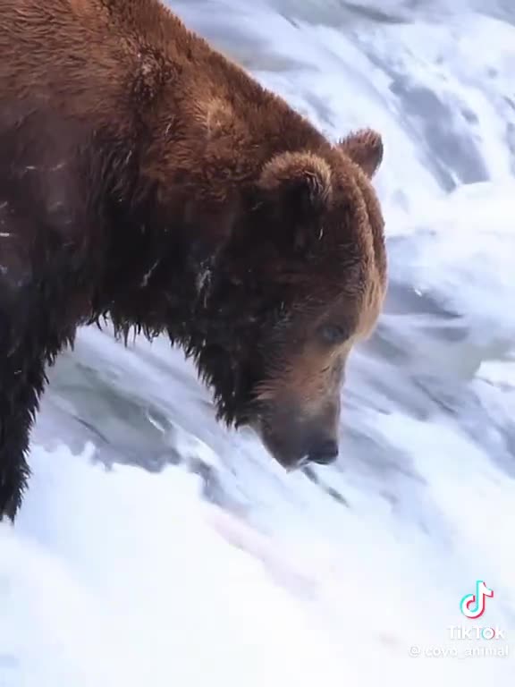 URSO com solitária gigante