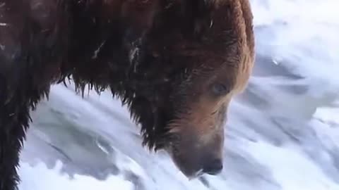 URSO com solitária gigante