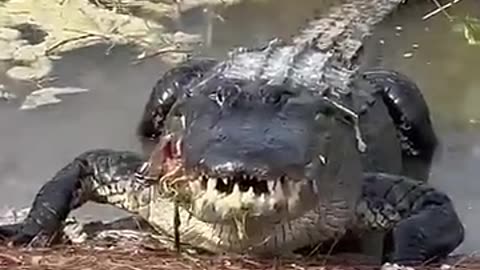 Alligator Gets Right To The Point