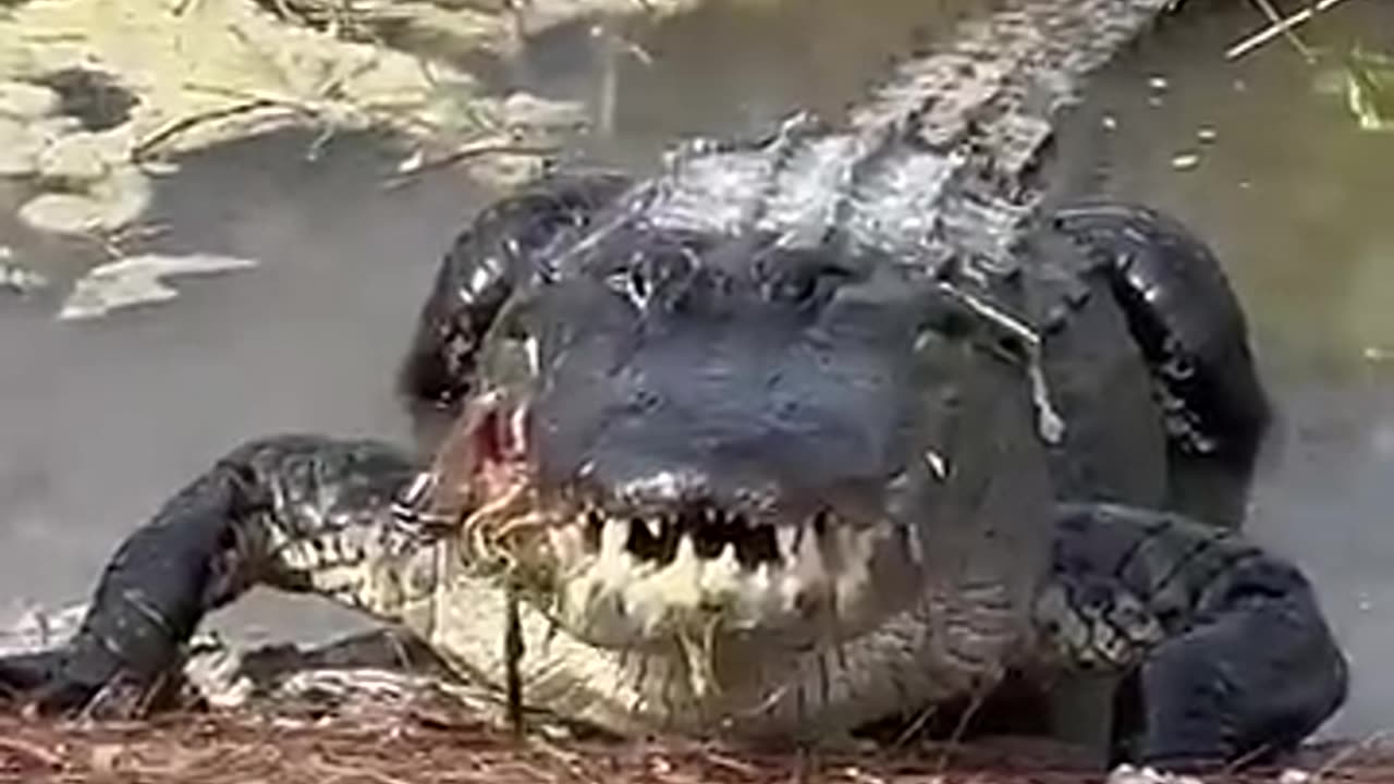 Alligator Gets Right To The Point