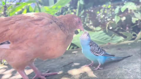 A BEAUTIFUL COEXISTENCE BETWEEN ANIMALS