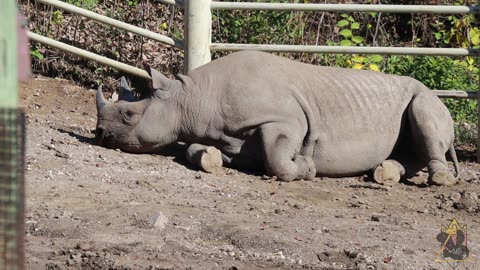 BEC Watch Entries: #38 Blank Park Zoo