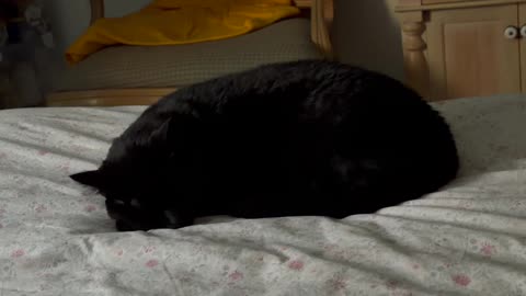Cute Precious Piper is a Sleeping Loaf - My Adopted Shelter Cat Vlog