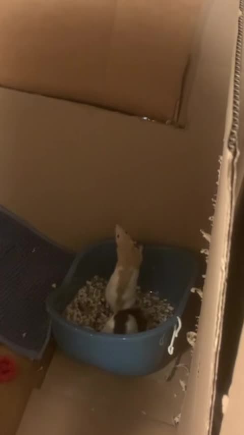 Free Roam Fun with Enid & Wednesday