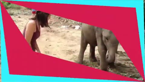 Must watch! Funny cute Elephants trolling People!