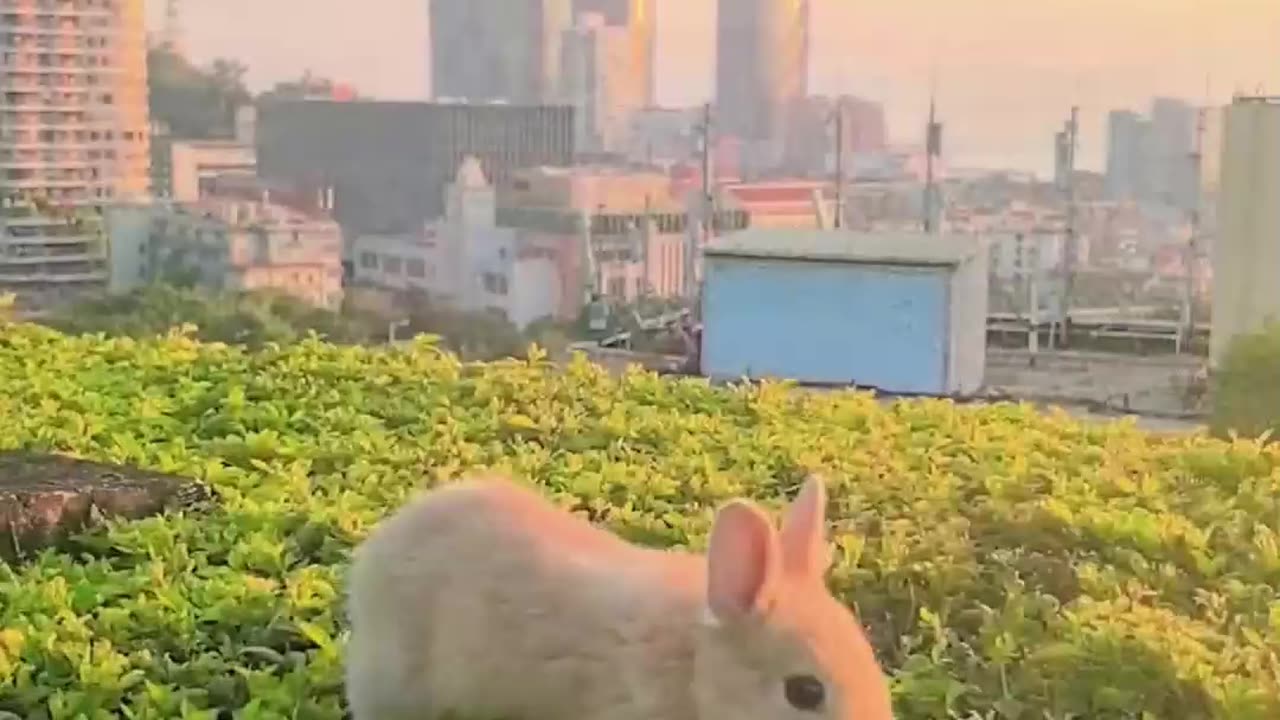 The Playful Bunny: Nibbles, a Cheerful Meadow Companion