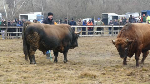Medonja od Bešića vs Tayson od Omerdića Vučipolje 2025