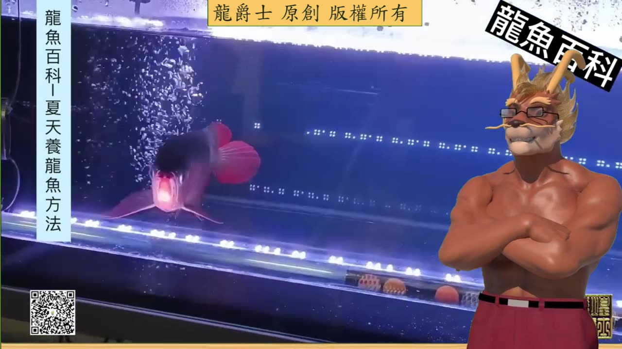 【龍爵士】龍魚百科 夏天養龍的方法