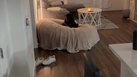 Dog Races To Claim Bean Bag Chair