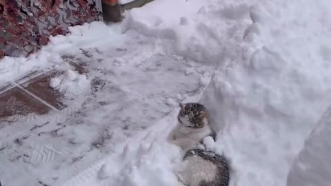 Oh to be a cat in the snow 😭