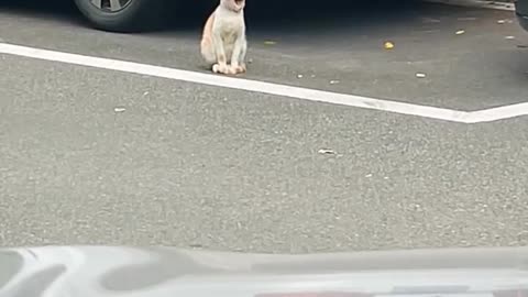 Hilarious and Cute Cats You Can't Miss!