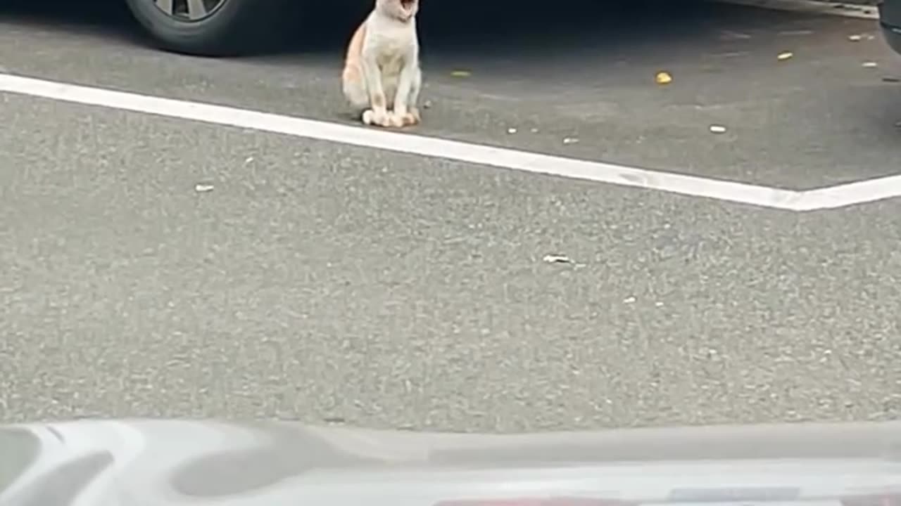 Hilarious and Cute Cats You Can't Miss!