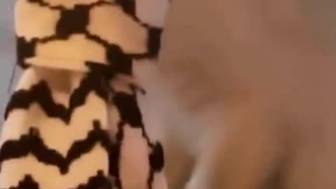 🏎️💎 The Best of Dubai's Luxury Cars Revealed! | LuxurySportsCars