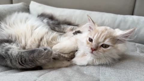 Adorable Cat Loves Tiny Kitten [Cuteness Overload]