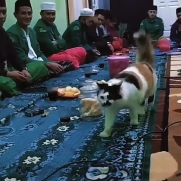 Funny Cat Videos 15 - Funny Cats Passing in Public