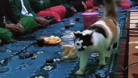 Funny Cat Videos 15 - Funny Cats Passing in Public