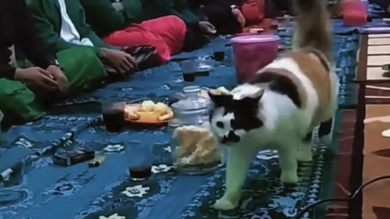 Funny Cat Videos 15 - Funny Cats Passing in Public