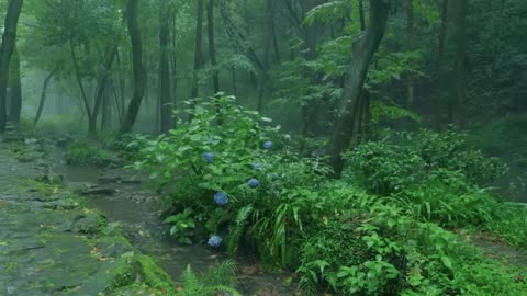 The streams and rain in the valley