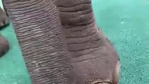 Elephant 🐘 funny video 😜😂 |Animal comedy 😁 Cute moment 😊😇|#animals #elephant #shorts #funnyvideo