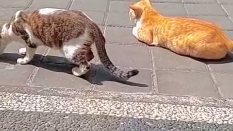 Two Lazy Cats Take Over the Front Gate! Morning Sunbathing Champions 😂☀️