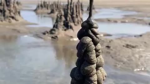 Made with sand