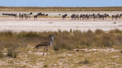 A large Kori bustard bird feeds on insects on a green grassy plain. Birdlife in Tanzania, Africa-4k