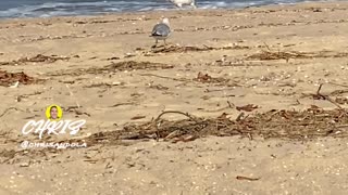 SEAGULLS BY THE SEASHORE!