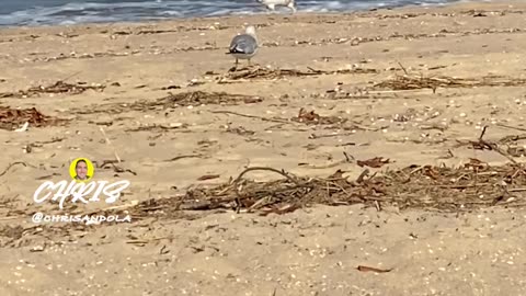 SEAGULLS BY THE SEASHORE!