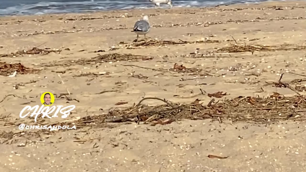 SEAGULLS BY THE SEASHORE!