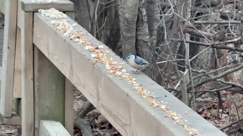 Chickadee and Nuthatch James Gardens