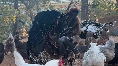 Allan is showing off his New Tailfeathers!!!