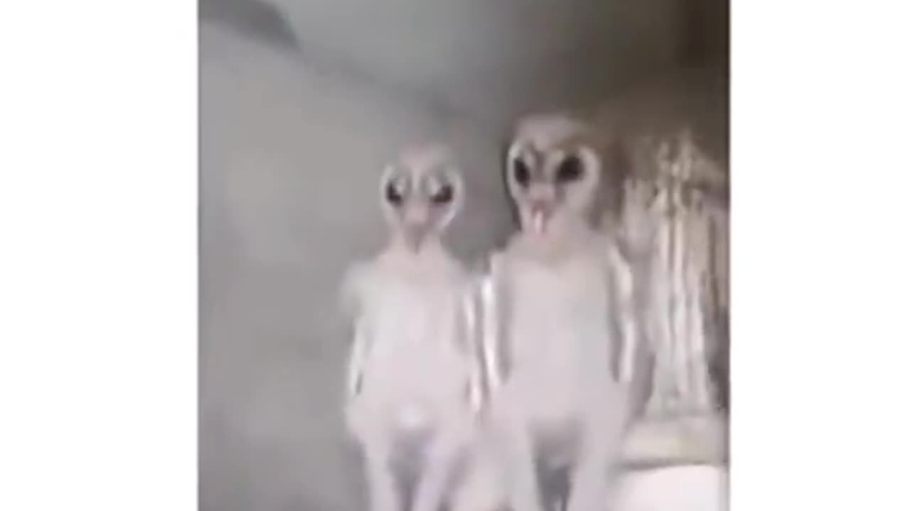 👽🏠 Aliens in the Roof? Unexplained Lights Caught on Camera! | TheHauntingHour