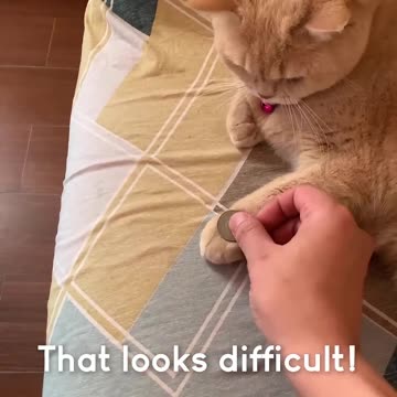 Amazing Cat Performs Magic Trick! #Cats #Tricks