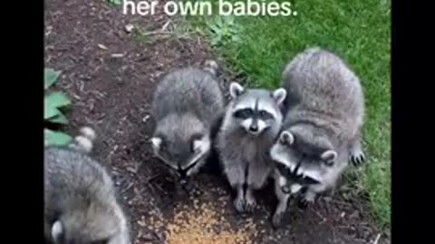 Why does she feed the raccoons？