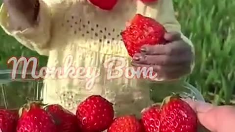 Monkey monkey eating strawberry is so cute#Shorts